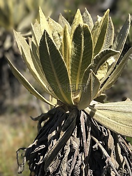 花,綠色,自然
