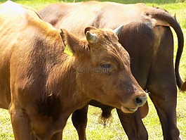 牛,哺乳動物,性質(zhì)