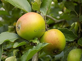 蘋果,食品,樹