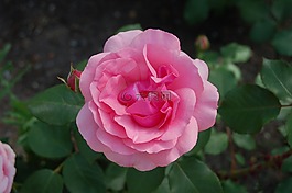 玫瑰,粉紅色,花