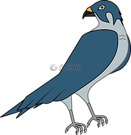 鷹,鳥,獵鷹