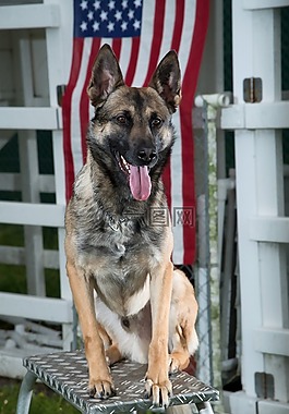 德國牧羊犬,狗,軍事