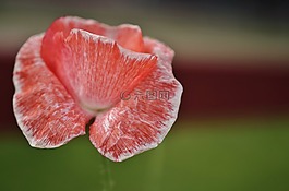 郁金香,紅色,自然