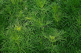 綠色,自然,草