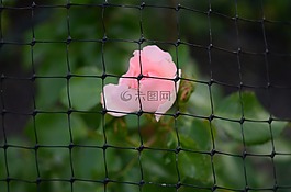 籬笆,格,粉紅色