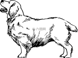 狗,寵物,毛皮
