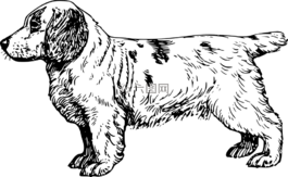 狗,寵物,毛皮