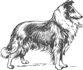牧羊犬,品種,狗
