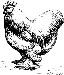 公雞,男,谷倉