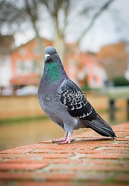 鳥,性質,鴿子