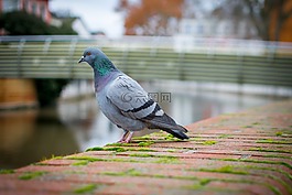 鳥,性質,鴿子