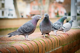 鳥,性質,鴿子