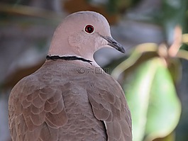 鴿子,野生動物,鳥