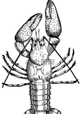 外壳,鱼,甲壳动物