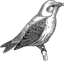 鳥,枝杈,翅膀