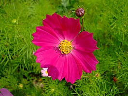 cosmea,粉紅色的花,開花