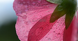 粉紅色,花,自然