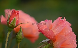 玫瑰,橙色,花