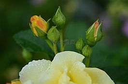 玫瑰,黃色,花