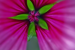 粉紅色,花,自然