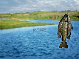 釣魚,邊緣,魚