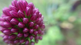 宏,花,性質(zhì)