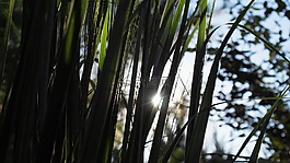自然,草,太陽(yáng)