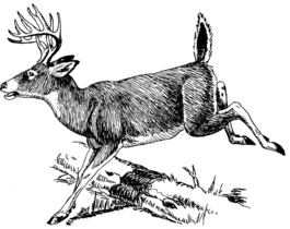 鹿,日志,跳躍