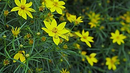 黄色,花,黄色花
