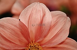 花,自然,花的