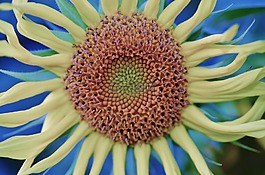 太陽,花,黃色
