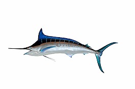魚,自然,taxidermy