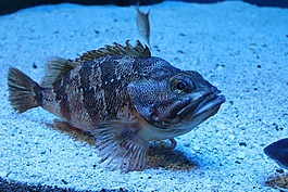 魚,水族館,海