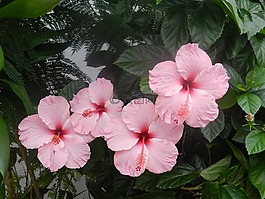 芙蓉粉紅色,和諧,鮮花