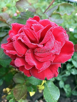 玫瑰,羅莎,花卉