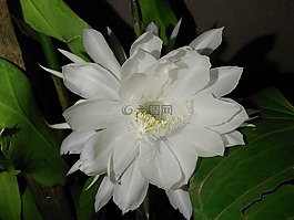 罕见的白色的花,洁白的花朵,晚的盛开的花