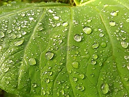 水,滴,葉