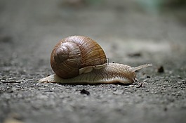 蝸牛,海螺,慢