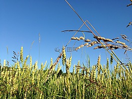 夏末,字段,小麦