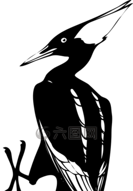 黑,白,鳥