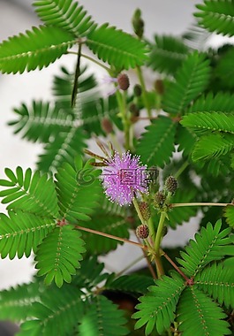 含羞草,花,粉色