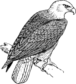 鷹,鳥(niǎo),枝杈