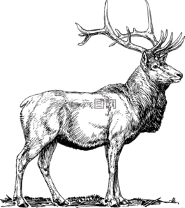埃爾克,駝鹿,鹿