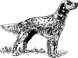 狗,英語,寵物