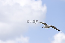 海鷗,天空,云