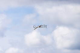 天空,云,鳥