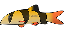 小丑,魚,條紋