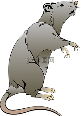 鼠標(biāo),灰色,大鼠