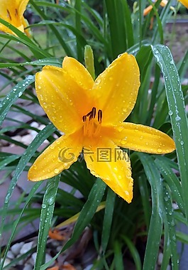 鮮花,春天花,黃色的花