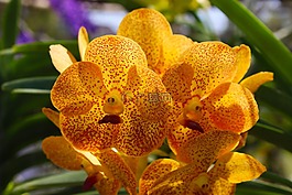 蘭花,花,花的